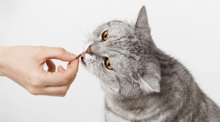 How to Make Cat Treats with 5 Simple Ingredients