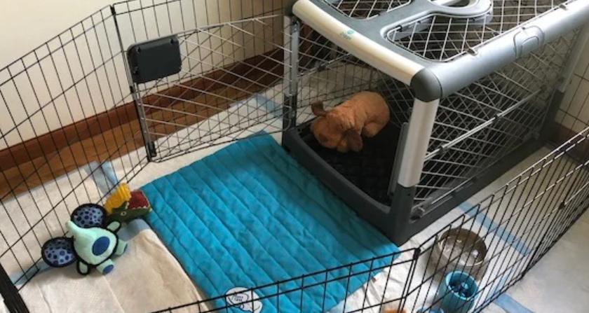 How to Put Together a Dog Crate Without Any Hassle