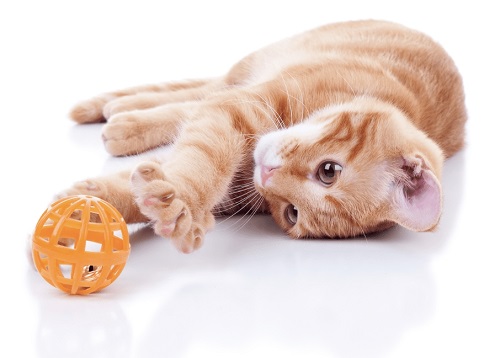 Easy Methods: How to Make Cat Toys at Home