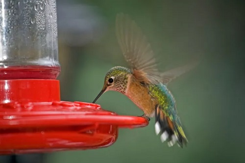 Make Humming Bird Food A