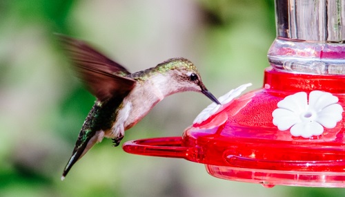 How to Make Humming Bird Food: A Step-by-Step Guide